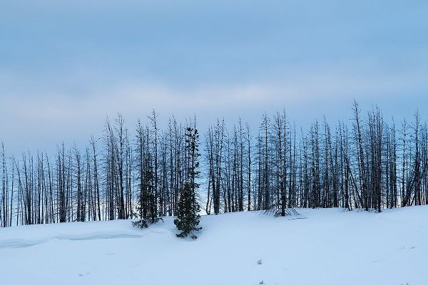 Hopkins, Cindy Miller 아티스트의 USA-Wyoming-Yellowstone National Park Winter line of trees작품입니다.